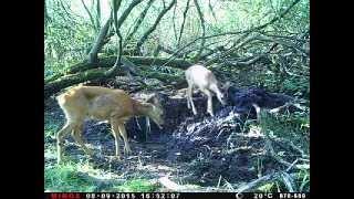 Rehwild - Ricke mit Bockkitz