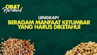 Manfaat Obat Herbal Pada Biji Ketumbar | Obat Herbal tvOne