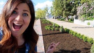 Sprinter Boxwood Hedge Part 3: Trimming & Mulching! // Garden Answer