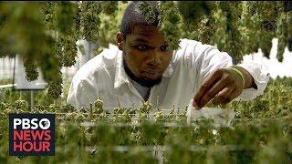 Marijuana legalization boom struggles to heal past scars of criminalization | Marijuana