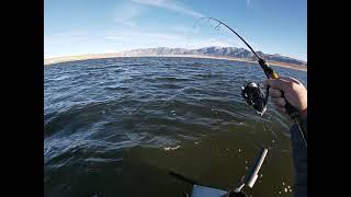 Big Cutthroat Trout at Crowley on Sierra Slammers Mini Swimbaits with 2lb Line