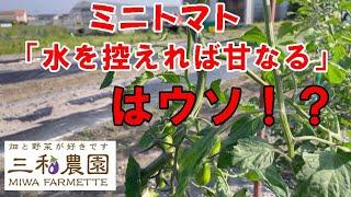 灌水と追肥のタイミングを見極めて美味しい「ミニトマト」を栽培しましょう！NO618（2023.5.19）