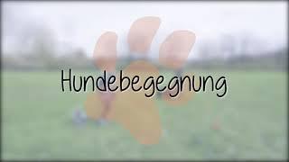 Hundebegegnung üben