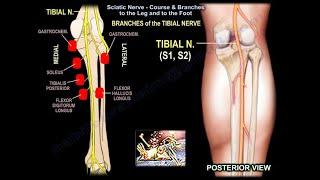 Sciatic Nerve Course, Branches to Lower Leg & Foot- Everything You Need To Know - Dr. Nabil Ebraheim