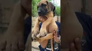 Great Dane puppy#smasssuryaaquarium#shorts