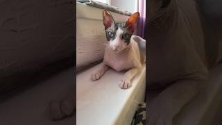 Хищная кошка..