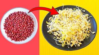 HOW TO GROW SPROUTS TO EAT - The simple Method with AZUKI BEANS