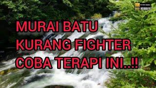 TERAPI Burung Murai Batu, Mengembalikan Mental Naluri FIGHTER Burung Murai Batu.