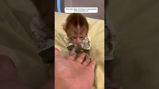 Rescue a baby monkey #animalshorts #shortvideo #animalrescue