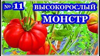 █ Помидор МУТАНТ / Томаты ФЛОРЕНТИНО ч. 11 // Кусты ТОМАТОВ
