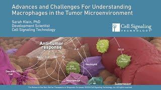 Advances and Challenges for Understanding Macrophages in the Tumor Microenvironment