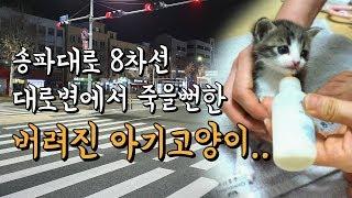 태어난지 2주만에 대로변에 버려진 아기고양이