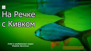 2.16 Рыбалка на речке на боковой кивок, насадка опарыш, Ловля плотвы, уклейки, подводная съёмка Fish