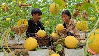 Homeless boy and poor girl harvest melons to sell and buy food - Homeless Boy