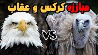 عقاب و کرکس ، کدوم برنده میدان نبرد میشه؟