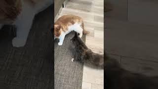  The Final Countdown per i Maine Coon Mike e Mendy: Chi Vincera? Parte 1 #MaineCoon 