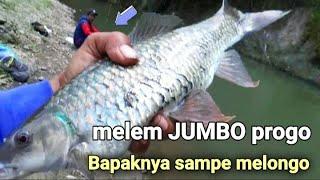 Real Nilem Jumbo!!! Mancing Nilem