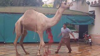 Camel Qurbani Video-Eid  VIDEO | EID-UL-AZHA 2020-Bakra eid