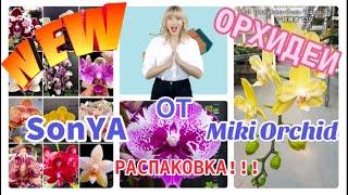 НОВЫЕ СОРТА #орхидеи  от SonYa, Miki Orchid  Адаптация в ноябре #орхидеи 3; 2,5; 1,7 #фаленопсис