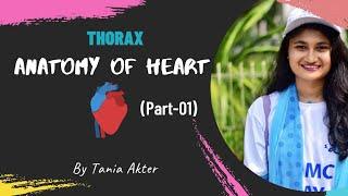 Anatomy of Heart Part -1 | Bangla Demonstration of Heart | Viscera of Heart | Heart Demonstration