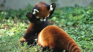 Cute and Funny Moments with  Red Panda Compilation : 12 Interesting Facts about Red Panda