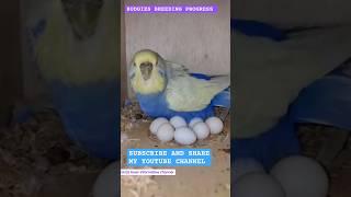 Rainbow  Parrot Budgies Breeding Progress Day By Day #birds#budgies #foryou #trending