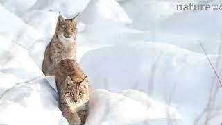 Two Lynx walking though snow, Bavarian Forest National Park, Bavaria, Germany, January.