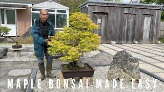 Maple Bonsai Made Easy