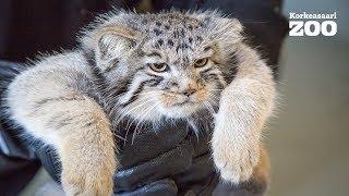 Vet checks Korkeasaari Zoos's Pallas's cat (manul) cubs