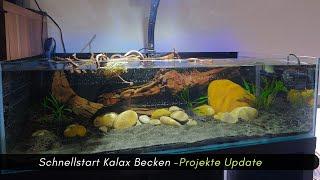 Schnellstart für das Kallax Becken -Projekte Update #aquaristik