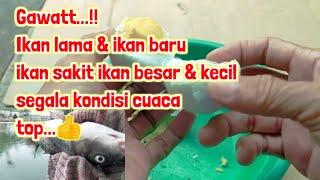 RACIKAN Umpan ikan mas PELET 781 TERBARU...Ikan besar kecil sakit luka segala kondisi cuaca...!!