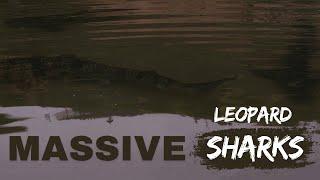 Monster Shore Fishing: Giant Leopard Sharks & More