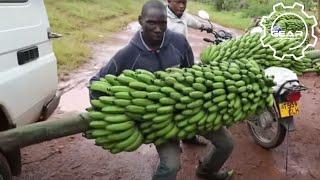 How To Banana Harvesting Cableway - Banana Processing in factory. Banana Farm to harvest.