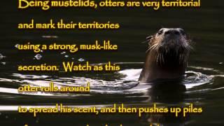 River Otter Video