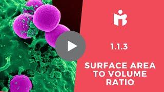 1.1.3 Surface Area to Volume ratio (IB BIology)