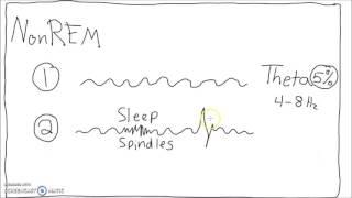 Neuroscience - Sleep Cycle EEG