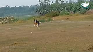 New dog play video | Big dog & small dog play | best dog play video 2021