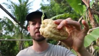 How to Plant Chayote Squash