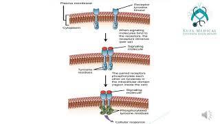 Membrane and Receptors Session 6 -Lecture 1\By KMSA