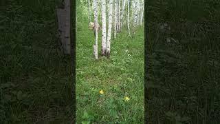 Тихий летний вечер, 15 06 25