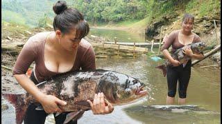 How to make a fish trap in low water season, set the trap overnight to catch giant fish