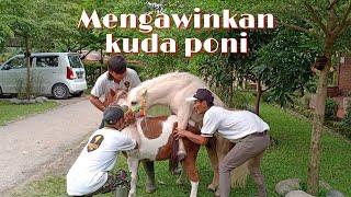 Lihat Cara Mengawinkan Kuda Poni Di Santosa Stable Semarang