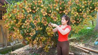 Harvesting Lychees Goes To Market Sell - Herd pigs and chickens every day | My Bushcraft / Nhất