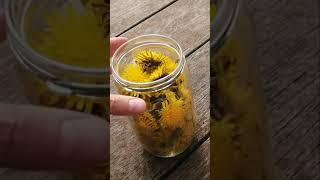 SHORT | DANDELIONS | How to NATURAL DYE with dandelions| Botanical colours | Casacaribe