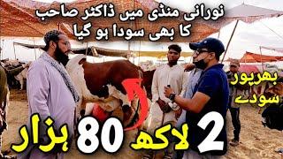 Noorani Mandi Me Doctor Sahab Ka bhi Soda Hogya | Noorani Mandi @Shah_Times Chalo Phir