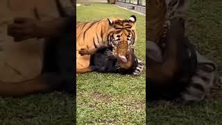 Tiger Attack on Rottweiler dog#shorts #fight #angry #viral #treading #attack