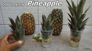 How to Grow Pineapples at Home step by step easy Way - DIY to grow Pineapple plant from the Top.