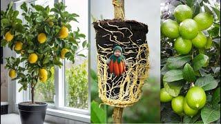 How to Grow Lemon Tree by Air Layering - Lemon Tree Propagation with Tomato
