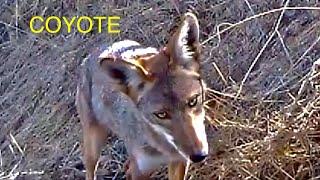 Coyote on trail cam San Diego, California (#332)