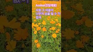 가을엔 노란코스모스 #가을 #푸른하늘 #건행 #임영웅 #물의정원 #코스모스